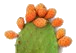 Sabra vrucht Sabra vrucht